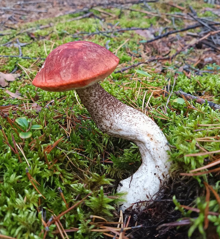 Вывернулся) - Ирина *