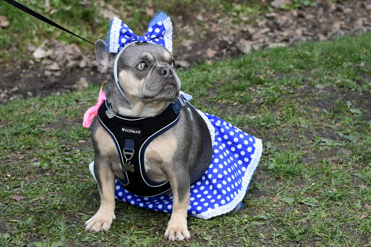 Москва. Парад французских бульдогов в усадьбе «Воронцово». - Наташа *****