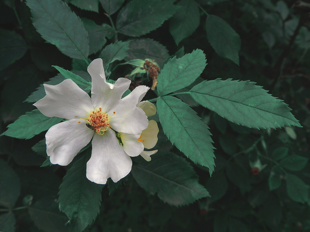 шиповник - Лера 