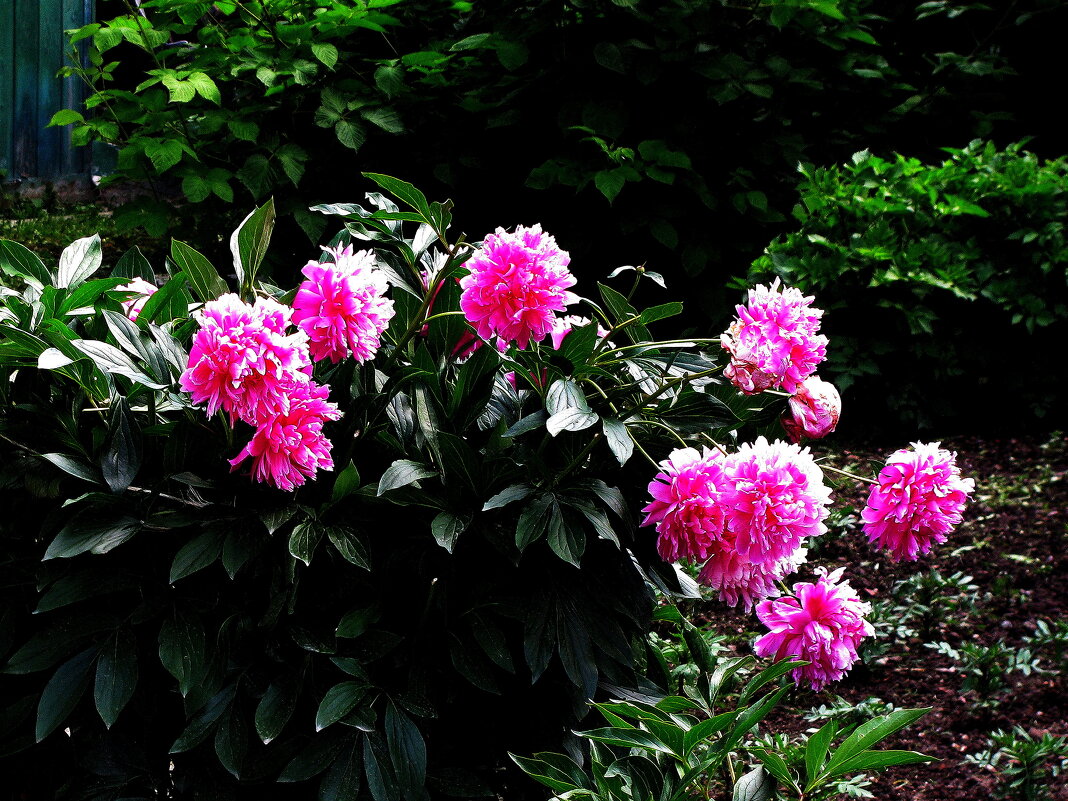 Пионы цветут - Людмила Смородинская