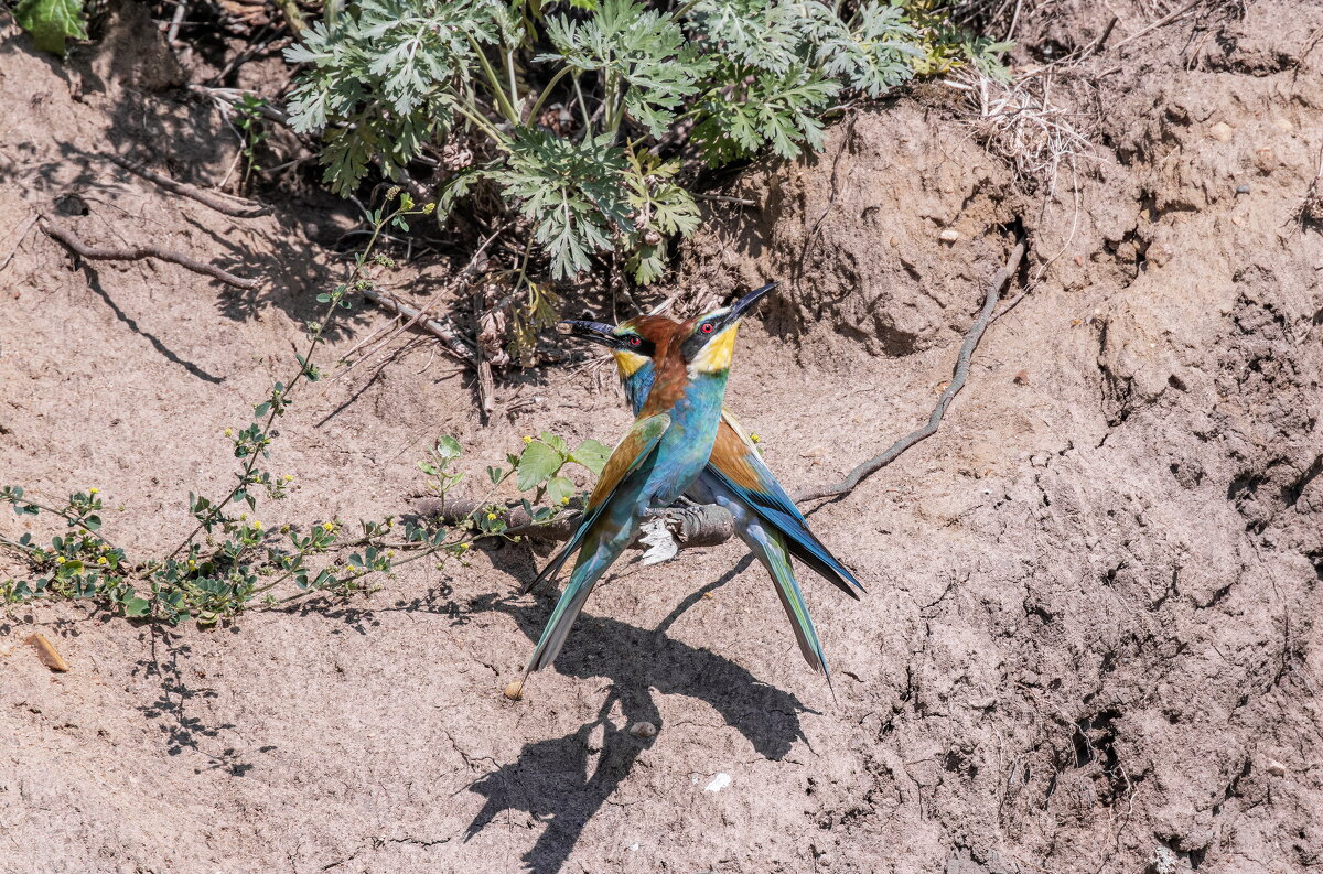 щурки - юрий макаров щурки - юрий макаров