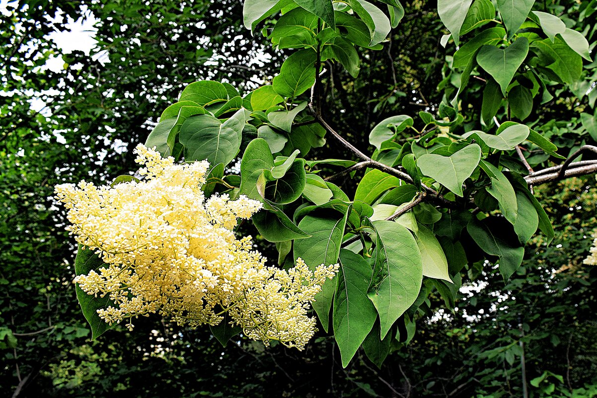 Амурская сирень. - Татьяна Помогалова