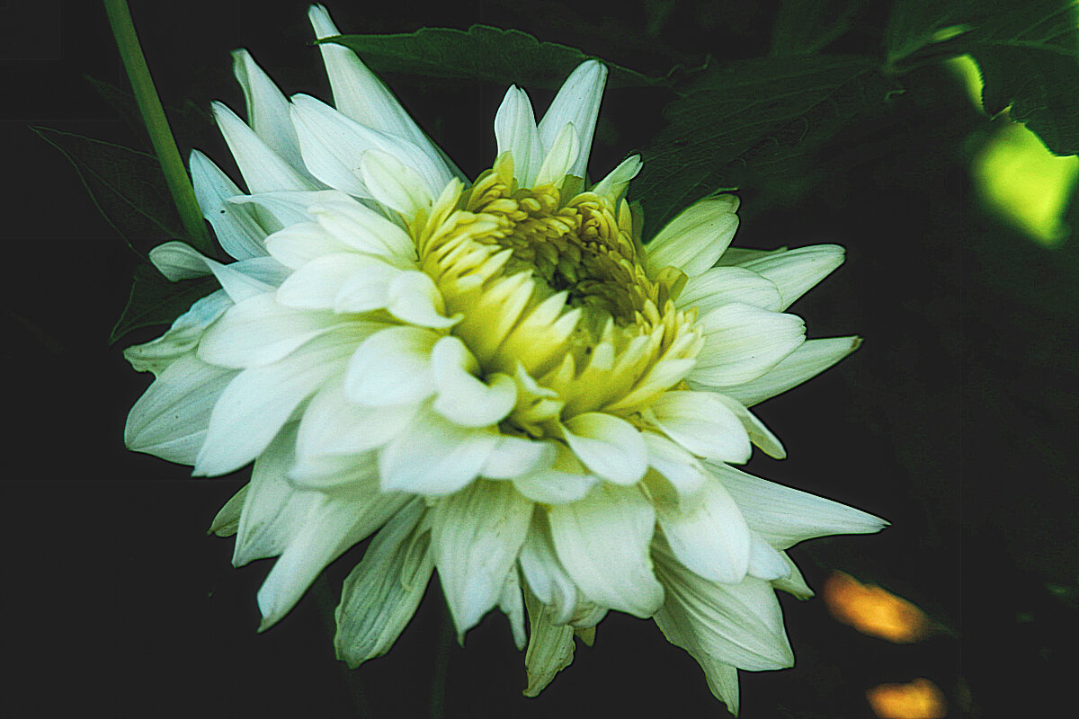 Белая красавица - Людмила Фил