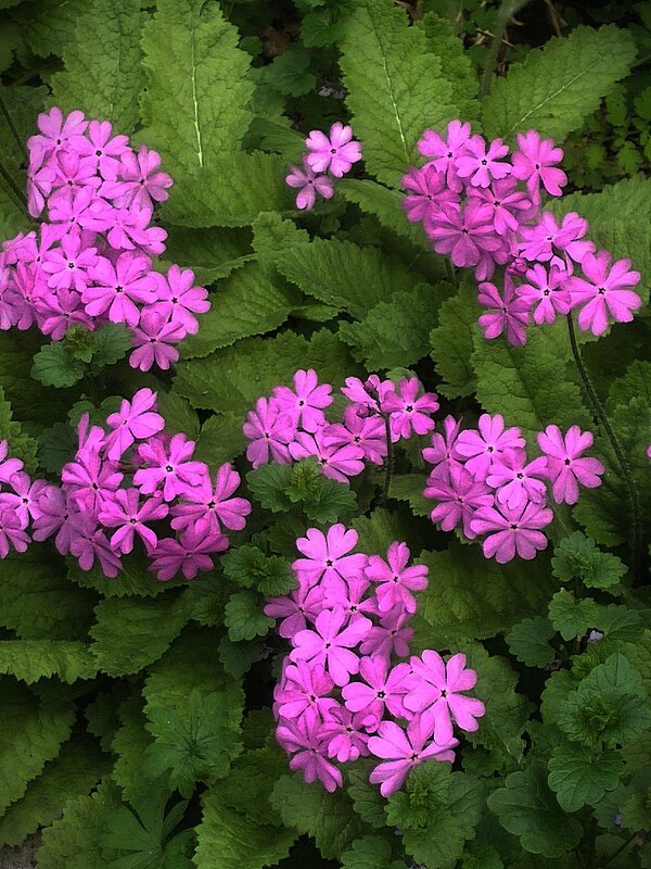 Первоцветы - Людмила Фил Первоцветы - Людмила Фил