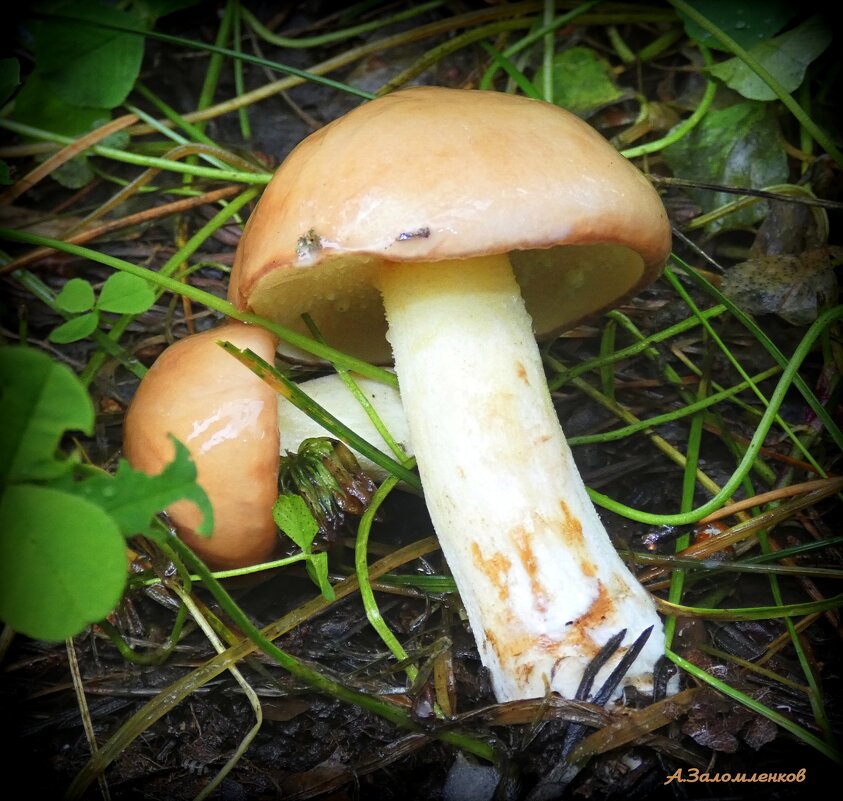 Охота на маслята в разгаре.. - Андрей Заломленков Охота на маслята в разгаре.. - Андрей Заломленков