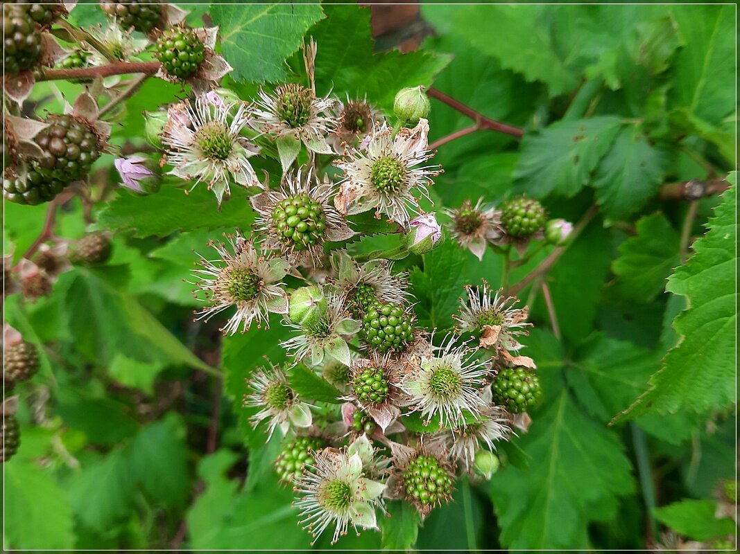 Ежевика - Сеня Белгородский