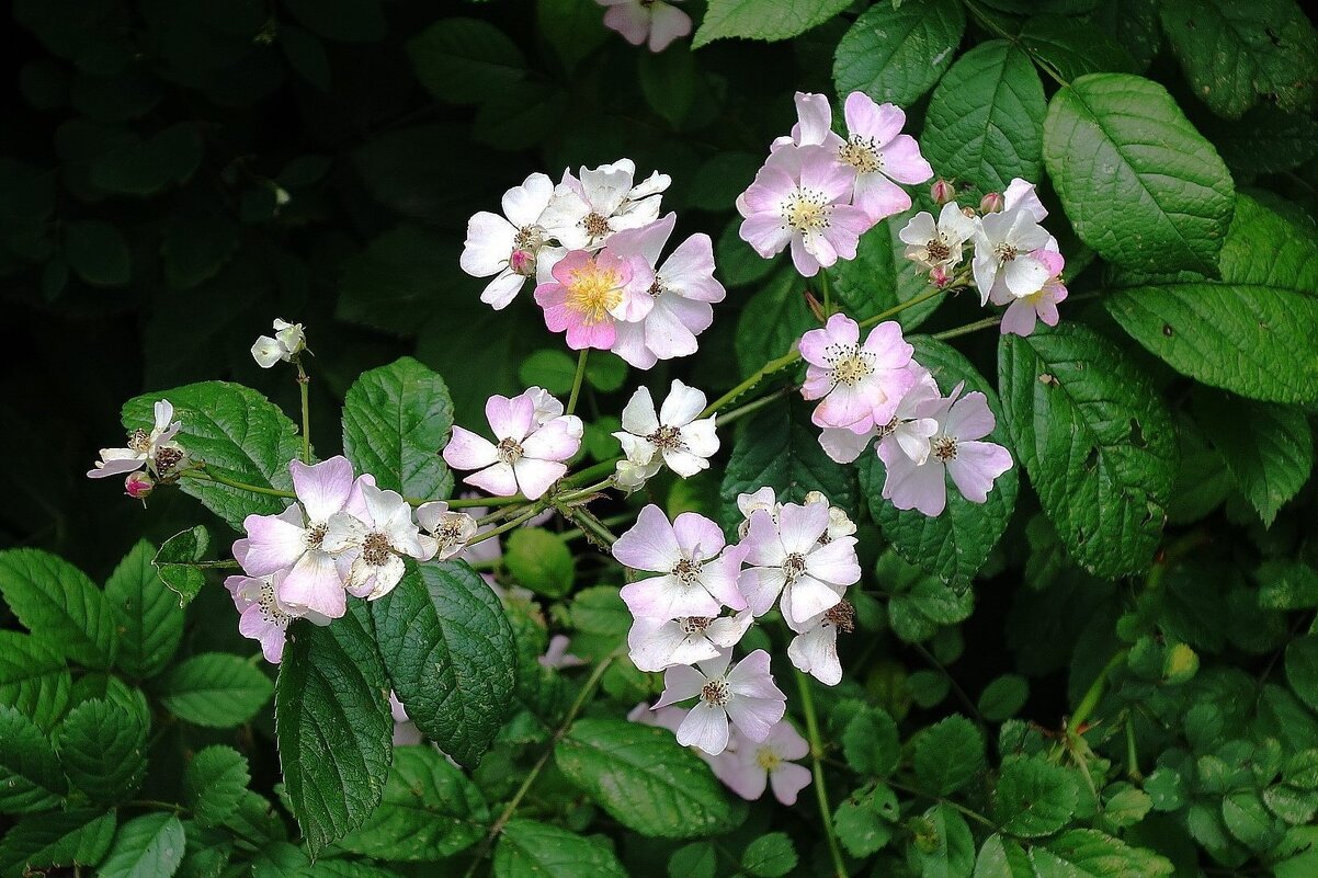 Цветет Шиповник - Рита Симонова