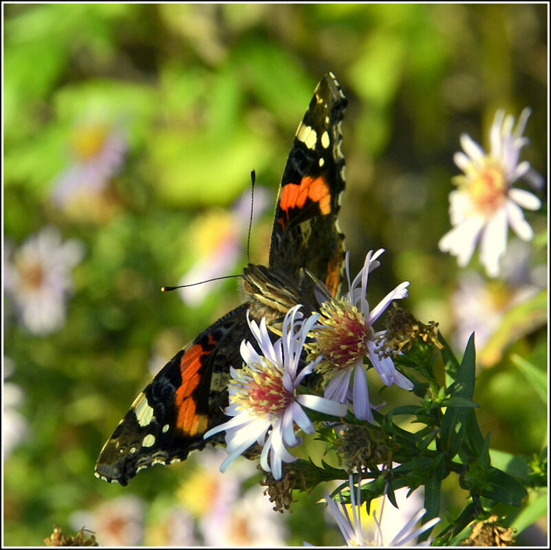 Адмирал.. - Aleksandr Gal