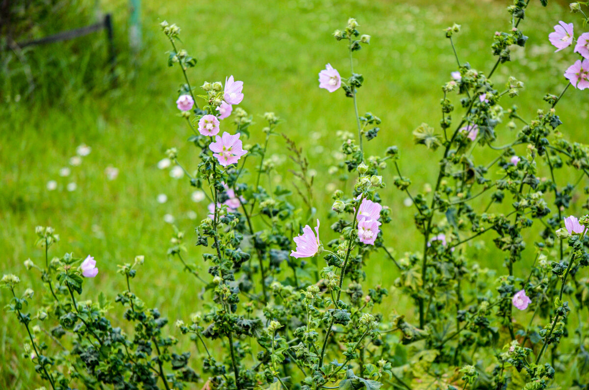 Мальва лесная - Oleg4618 Шутченко