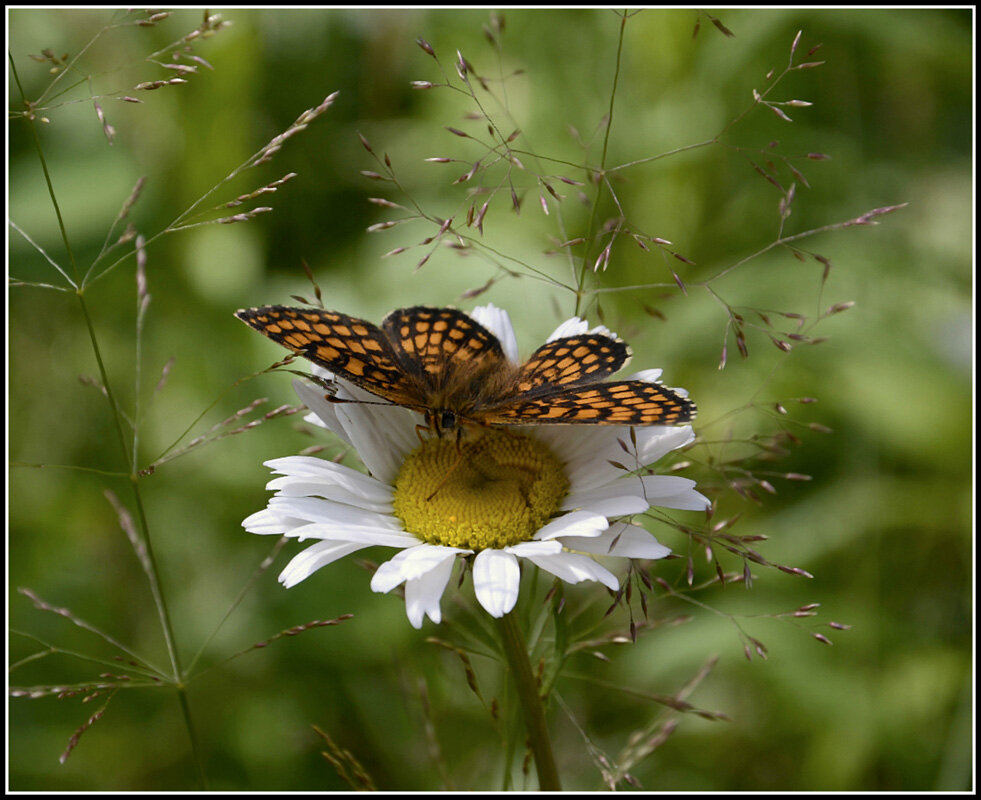 С Шашешницей... - Aleksandr Gal