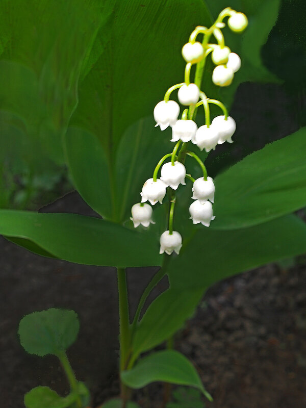 Ландыш - Евгений 