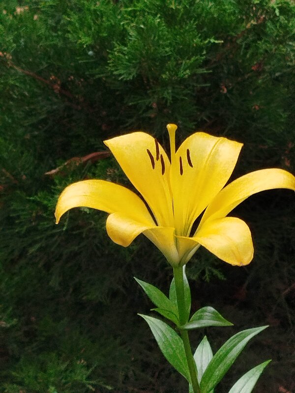 Ах, лето! - Надежда 