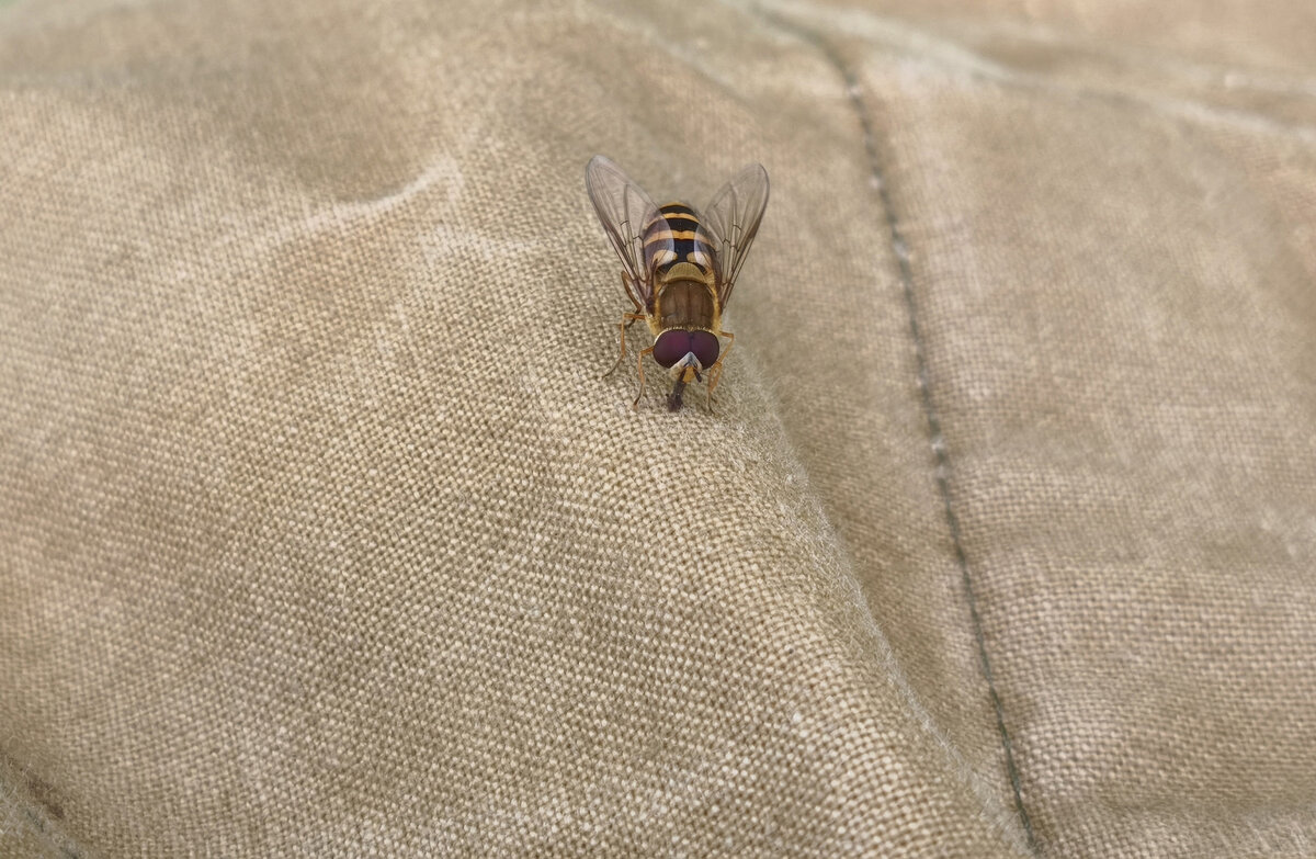 Обыкновенная полосатая журчалка (Syrphus ribesii) - Денис Бочкарёв