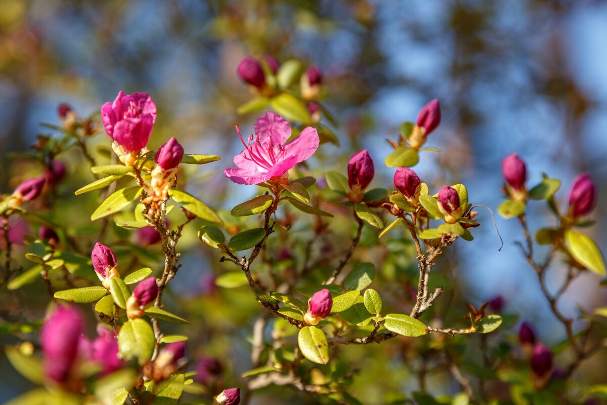 маральник зацветает - Виктор Ковчин