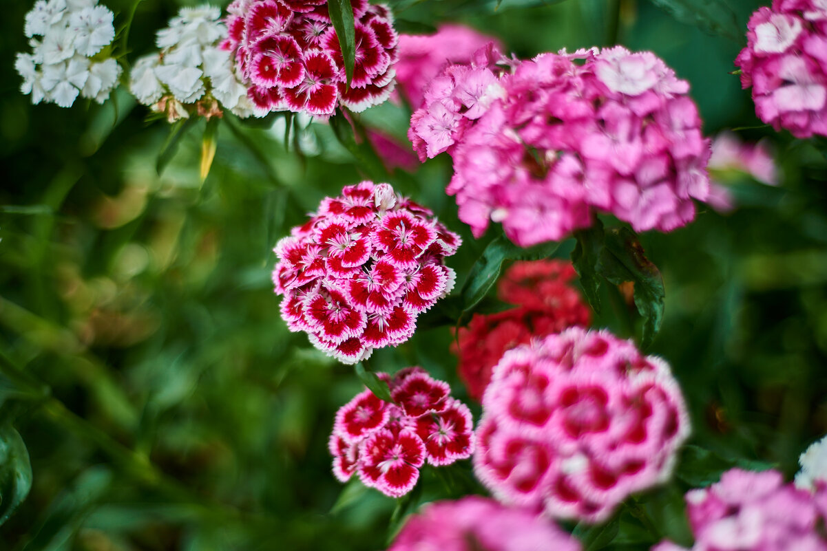 Садовая Гвоздика - Александр Леонов