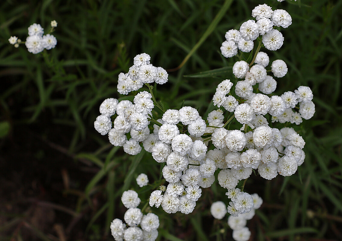 Тысячелистник белый жемчуг - Светлана 