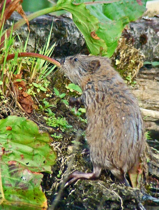 ондатра - gawrilа - dan