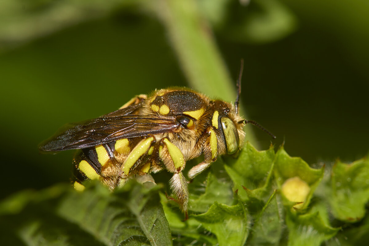 Мегахилида - Александр Посошенко Мегахилида - Александр Посошенко