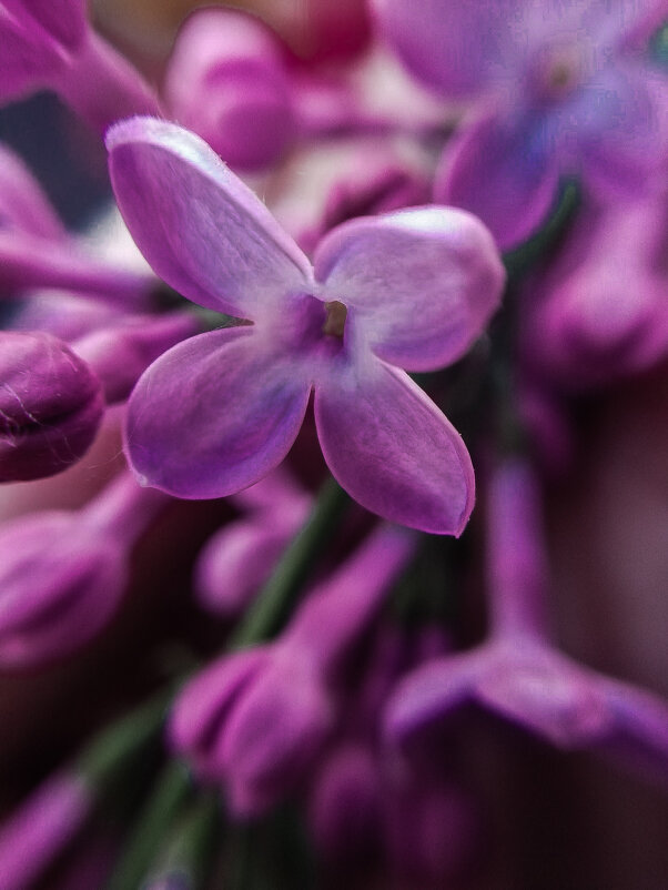 Цветочек сирени - Анна Пигулевская