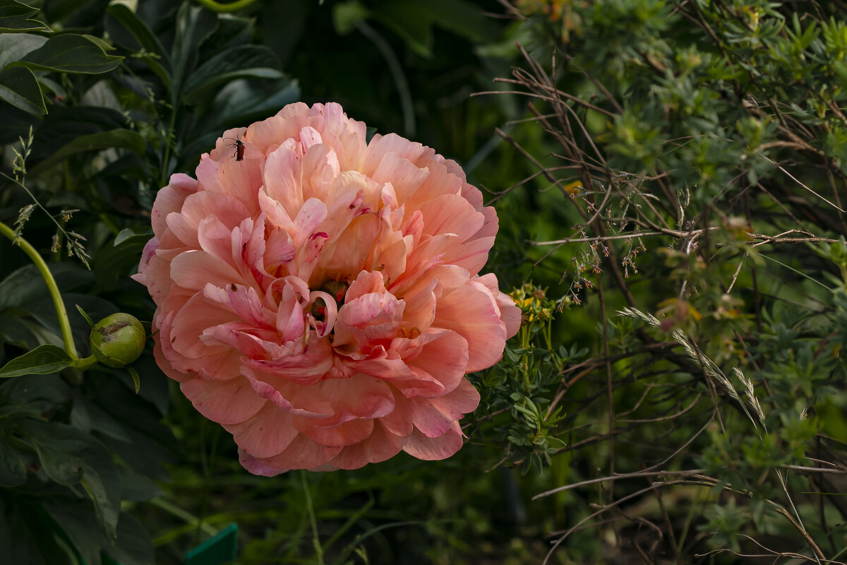 красавчик пион - Наталья Крюкова красавчик пион - Наталья Крюкова