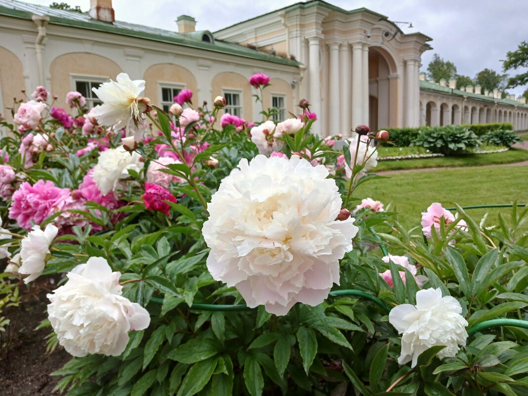 Время пионов! - Лия ☼