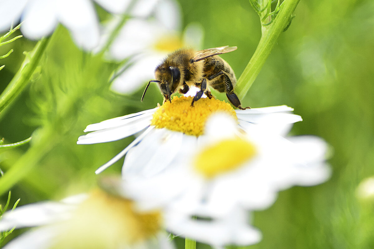 Пчела - Геннадий Супрун Пчела - Геннадий Супрун