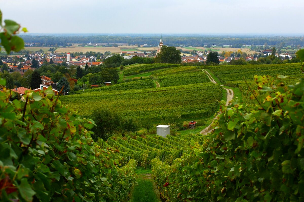 Виноградники - Юрий. Шмаков Виноградники - Юрий. Шмаков