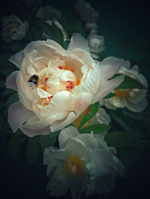 Летнее - Евгеша Сафронова