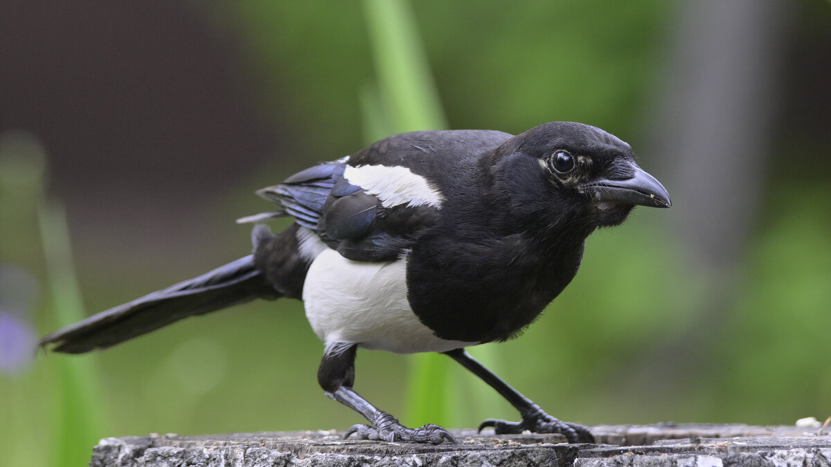 Птица с криминальным характером - Николай Соколухин Птица с криминальным характером - Николай Соколухин