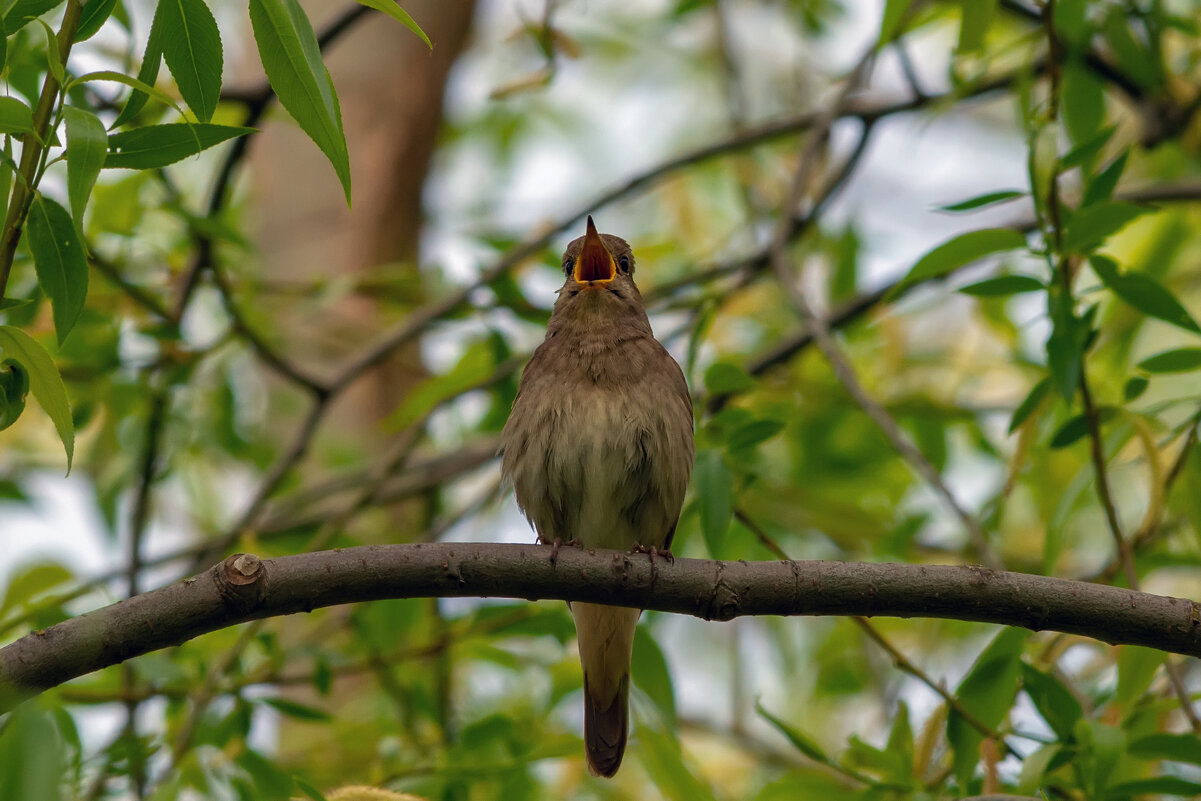 заливается - Виталий Емельянов