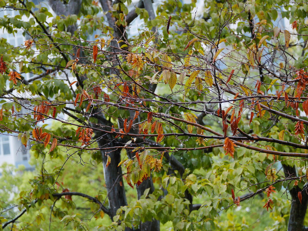 Дождливый день - Наталья Rosenwasser