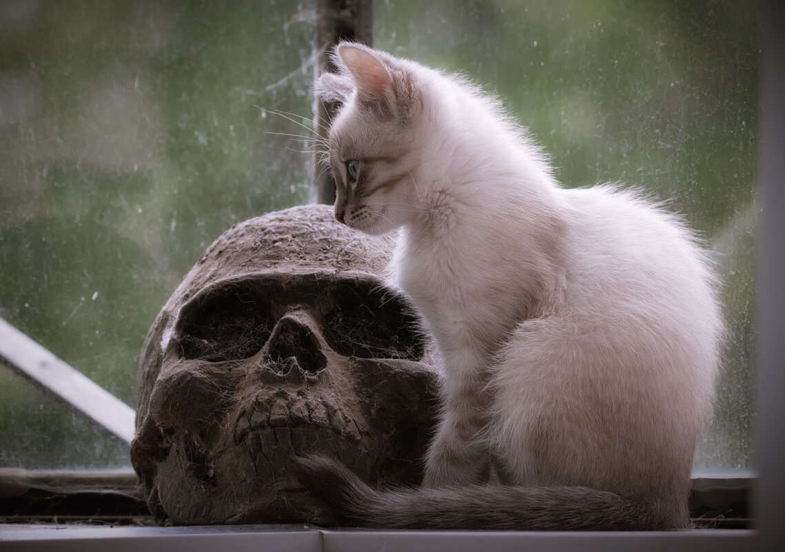 РАЗМЫШЛЕНИЯ О БРЕННОСТИ БЫТИЯ... - Володька Завитушкин РАЗМЫШЛЕНИЯ О БРЕННОСТИ БЫТИЯ... - Володька Завитушкин