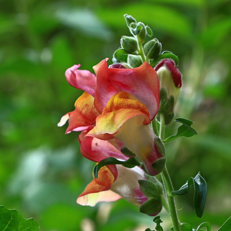 львиный зев - Игорь Kуленко