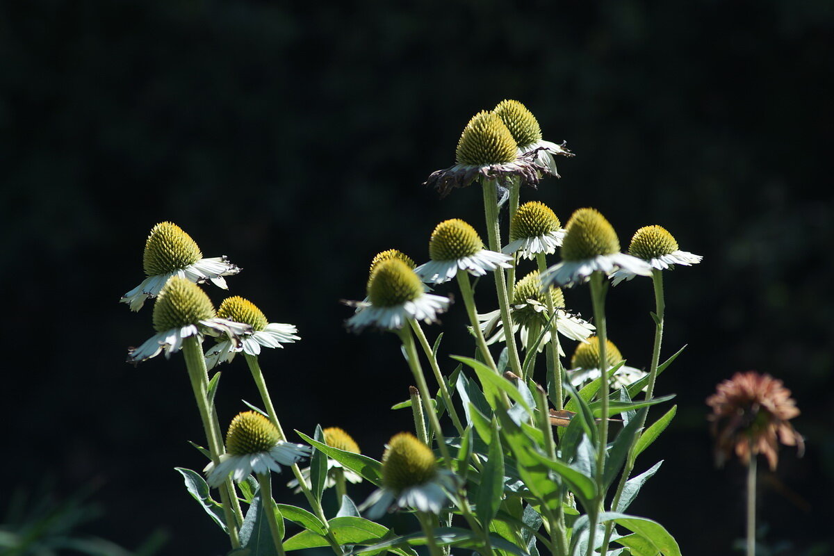 ... - Николай Саржанов ... - Николай Саржанов