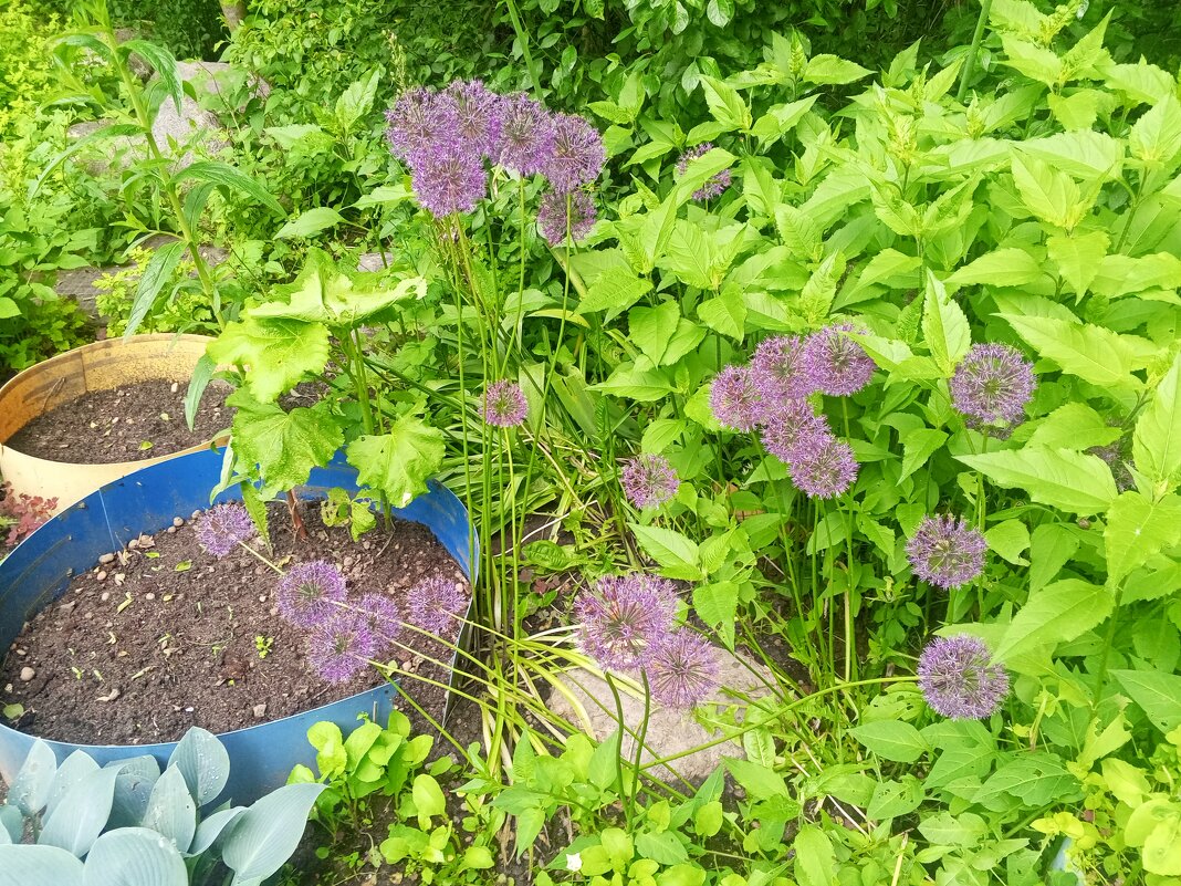 Лук - Сапсан 