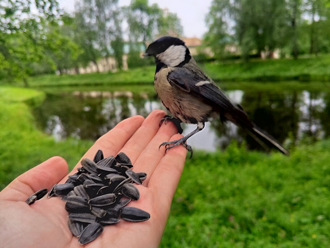 Синица - Сапсан Синица - Сапсан