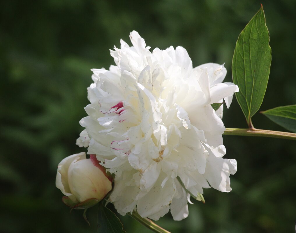 Цветочное настроение. Пион - Наталья Герасимова