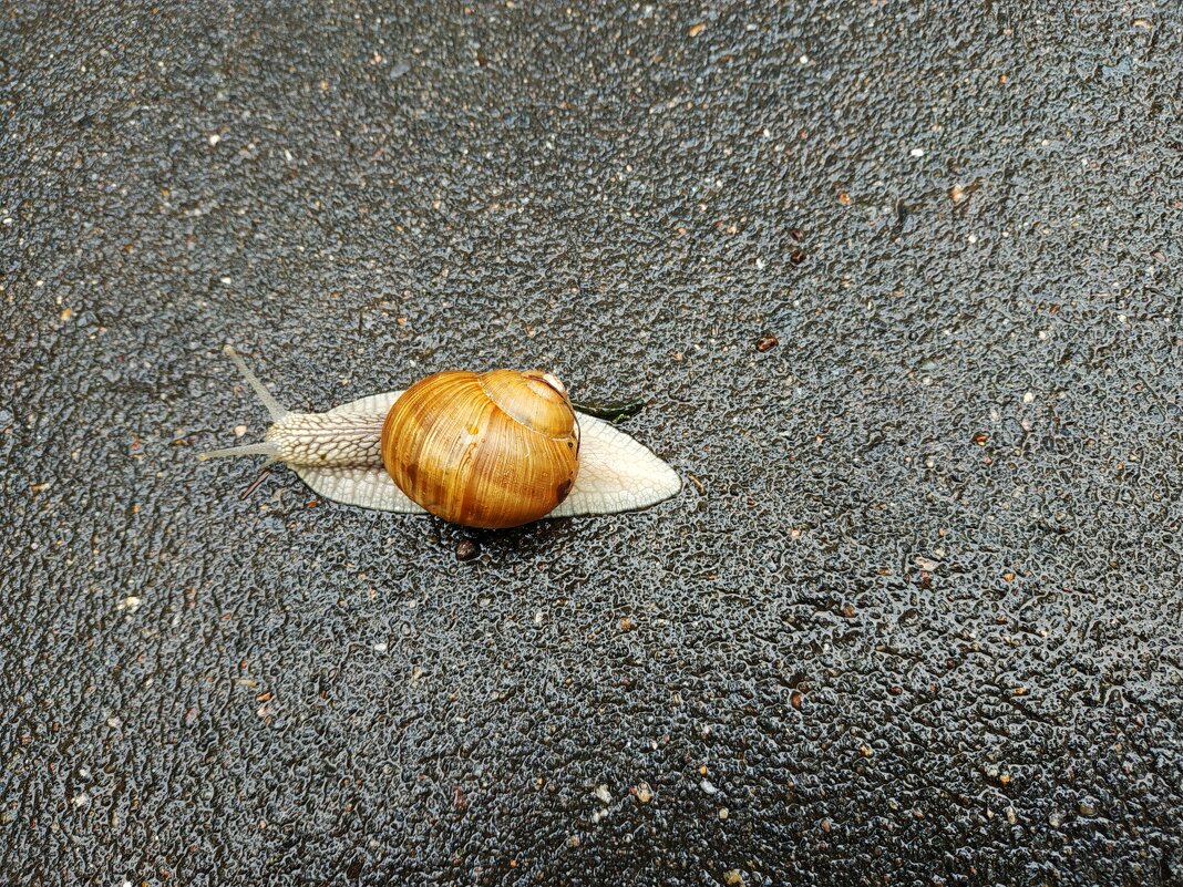 И эту тоже спас. Она переходила (очень медленно!) дорогу в неположенном месте - Андрей Лукьянов