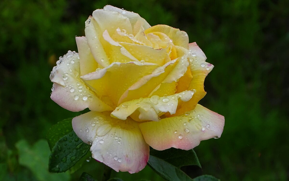 Промокшая от дождя. - Милешкин Владимир Алексеевич 