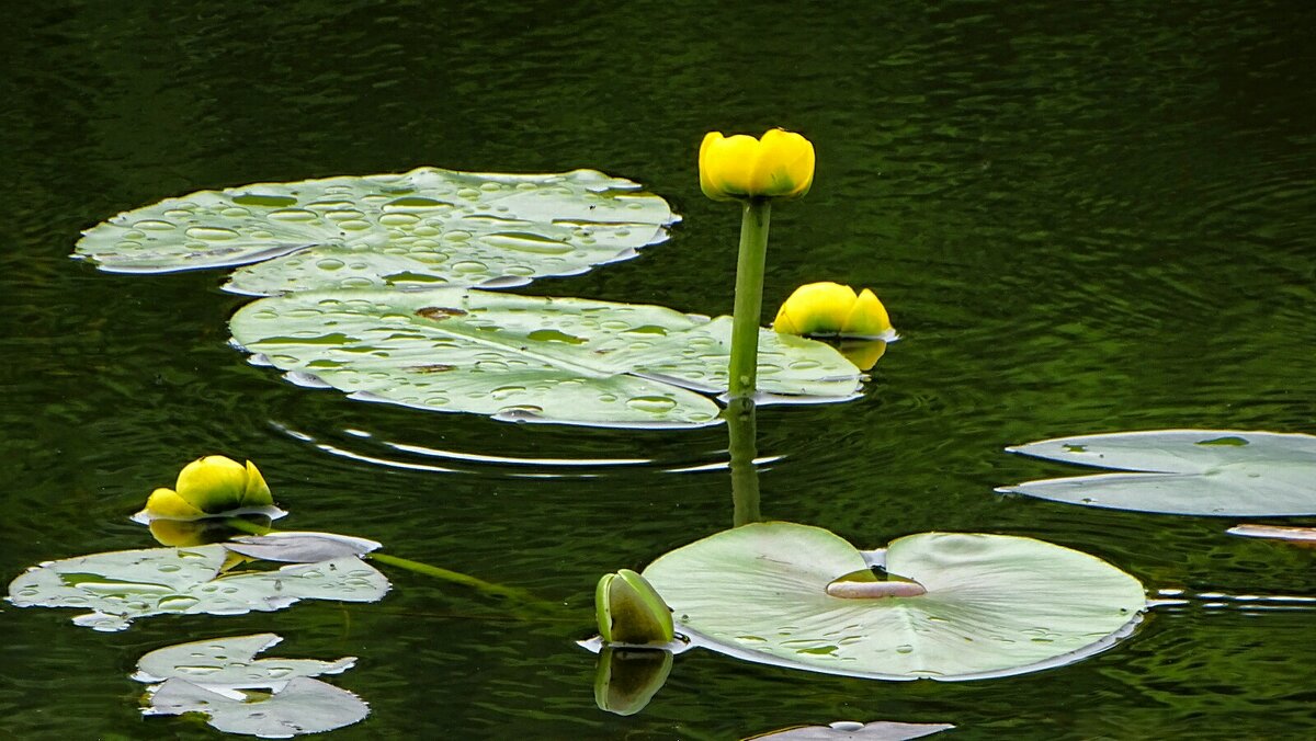 Озёрные кубышки. - Милешкин Владимир Алексеевич 