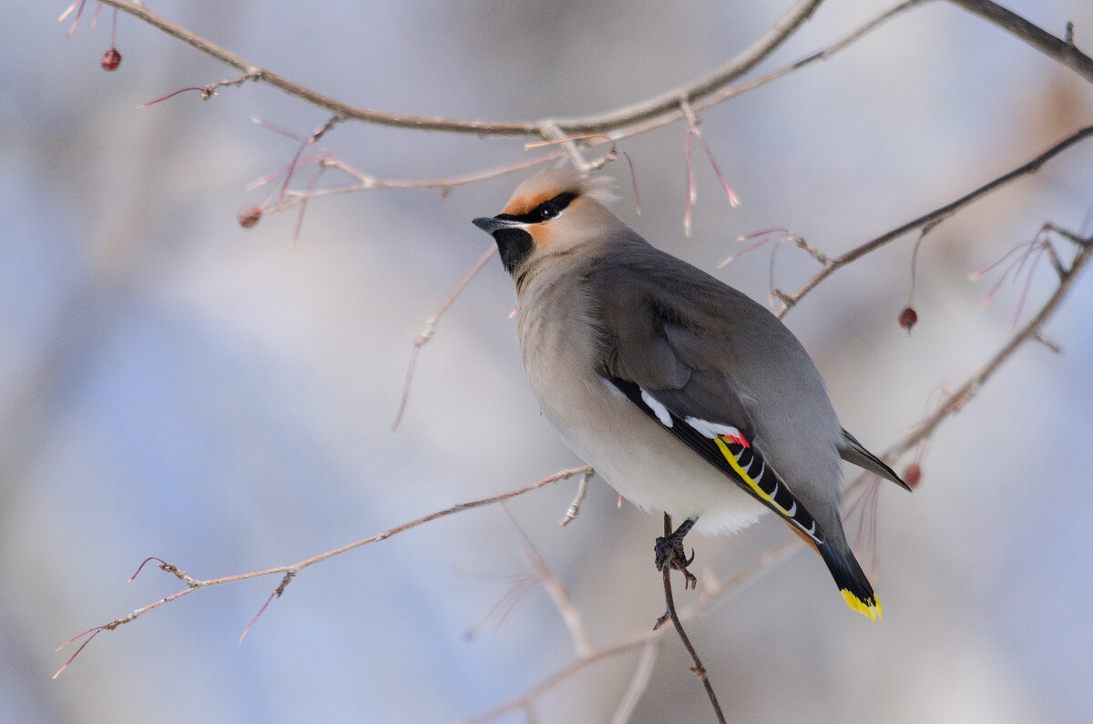 Свиристель. - Виктор Иванович Чернюк Свиристель. - Виктор Иванович Чернюк