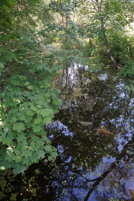 речка Чухонка - zavitok * речка Чухонка - zavitok *