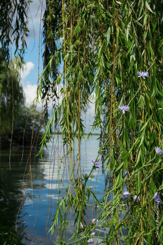 Ива - Oksana Verkhoglyad