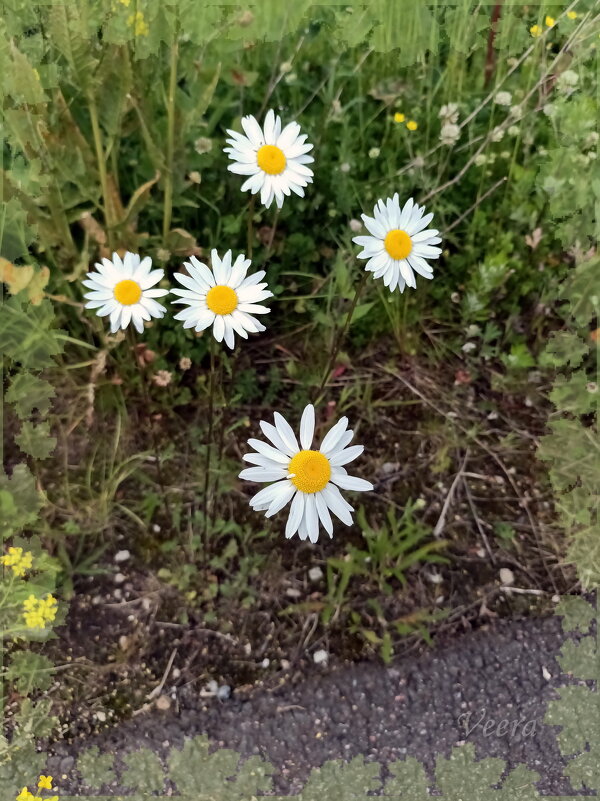 Цветы у дороги - Veera V