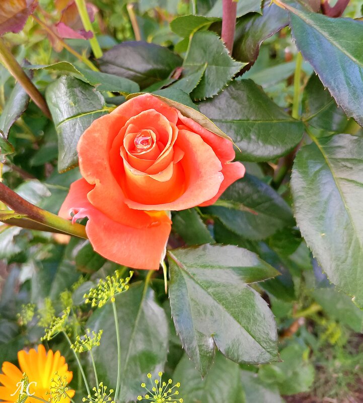 Розы, ах розы! (серия) - Любовь Сахарова