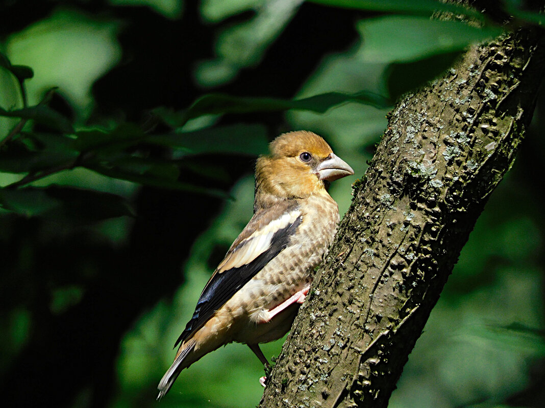 Слеток дубоноса - Лина 
