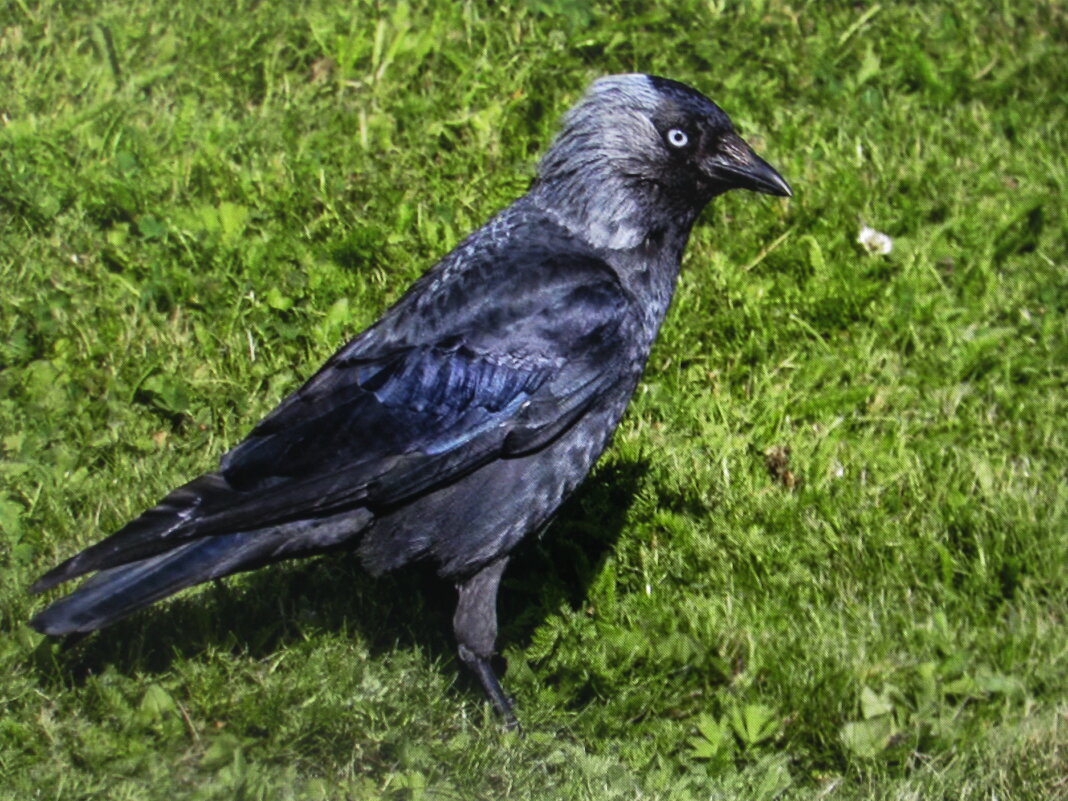 Галка прилетела - Людмила Смородинская