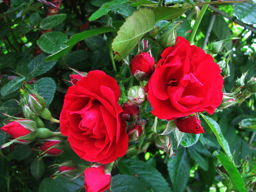 Красота в саду - Людмила Смородинская