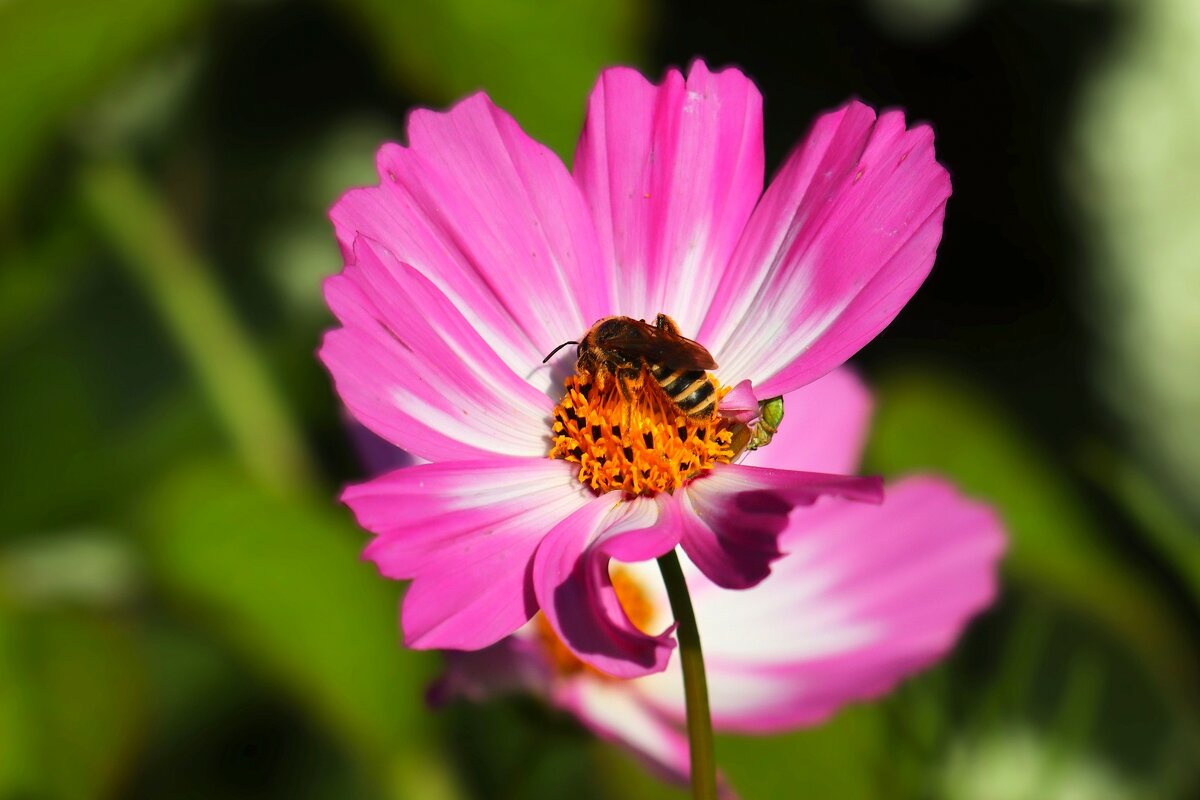 Утро начинается с космеи - Юрий. Шмаков
