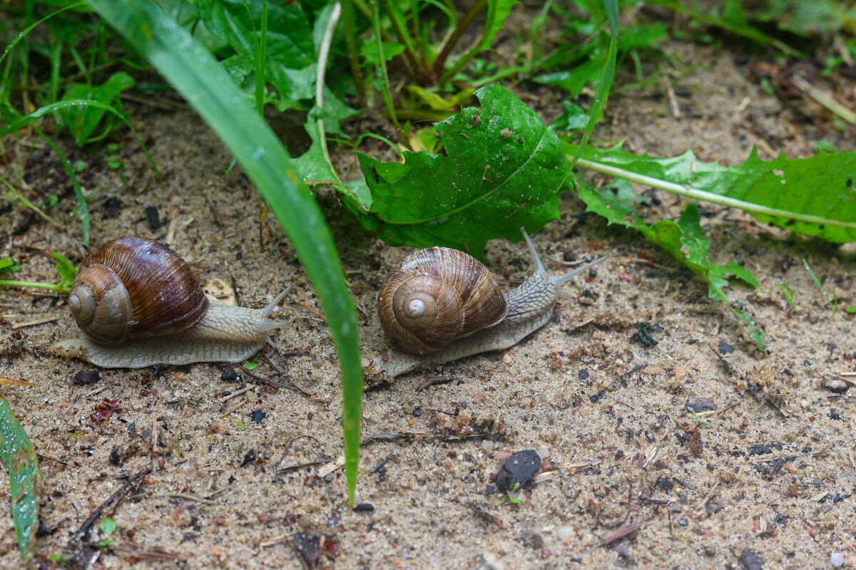 Подружки на прогулке - Марина Мамаева